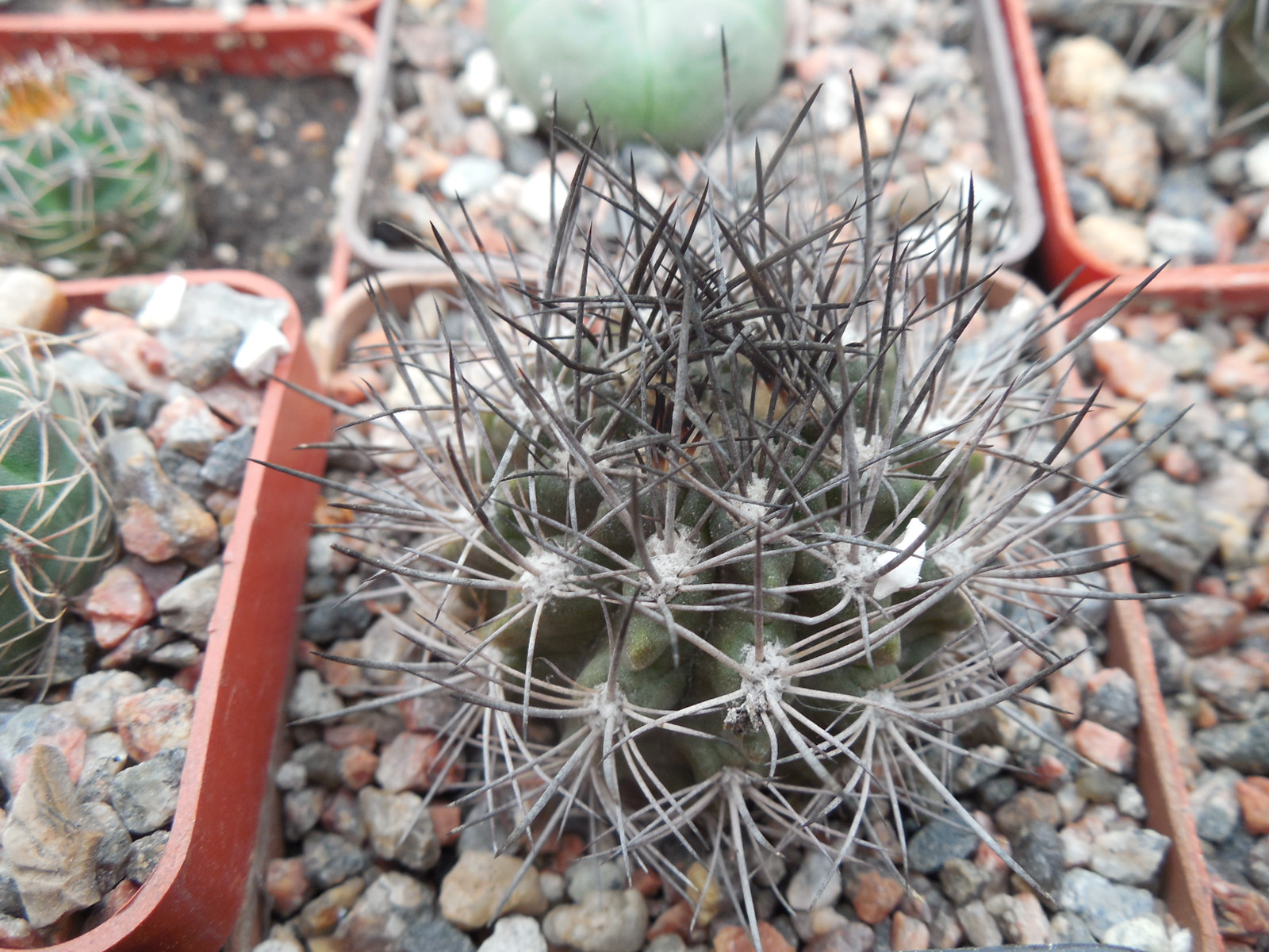 Neoporteria taltalensis