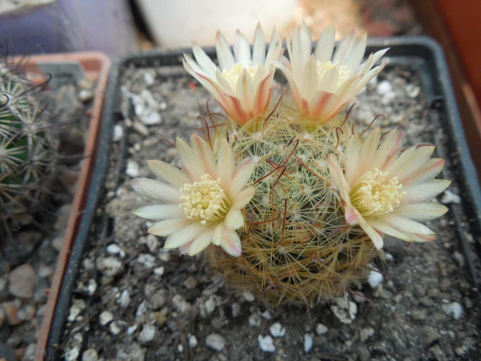 Mammillaria nana