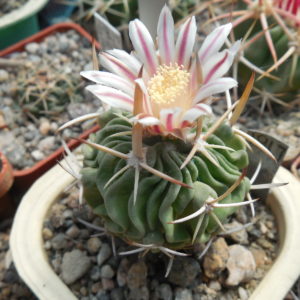 Echinofossulocactus sp. CSD 310 (pentacantus - v.tulensis) -