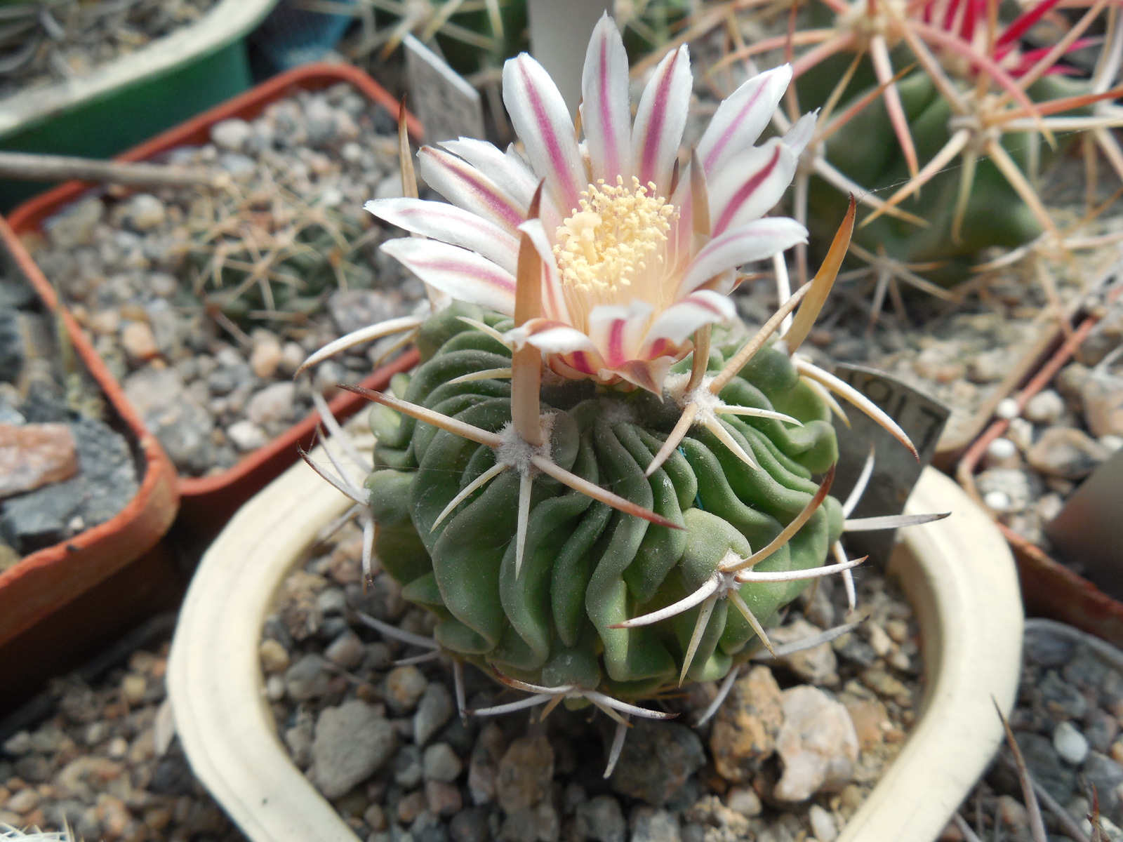 Echinofossulocactus sp. CSD 310 (pentacantus - v.tulensis) -