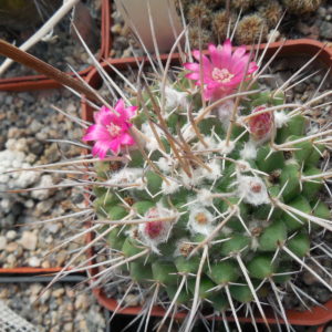 Mammillaria compressa - Ixmiquilpan -  MG -
