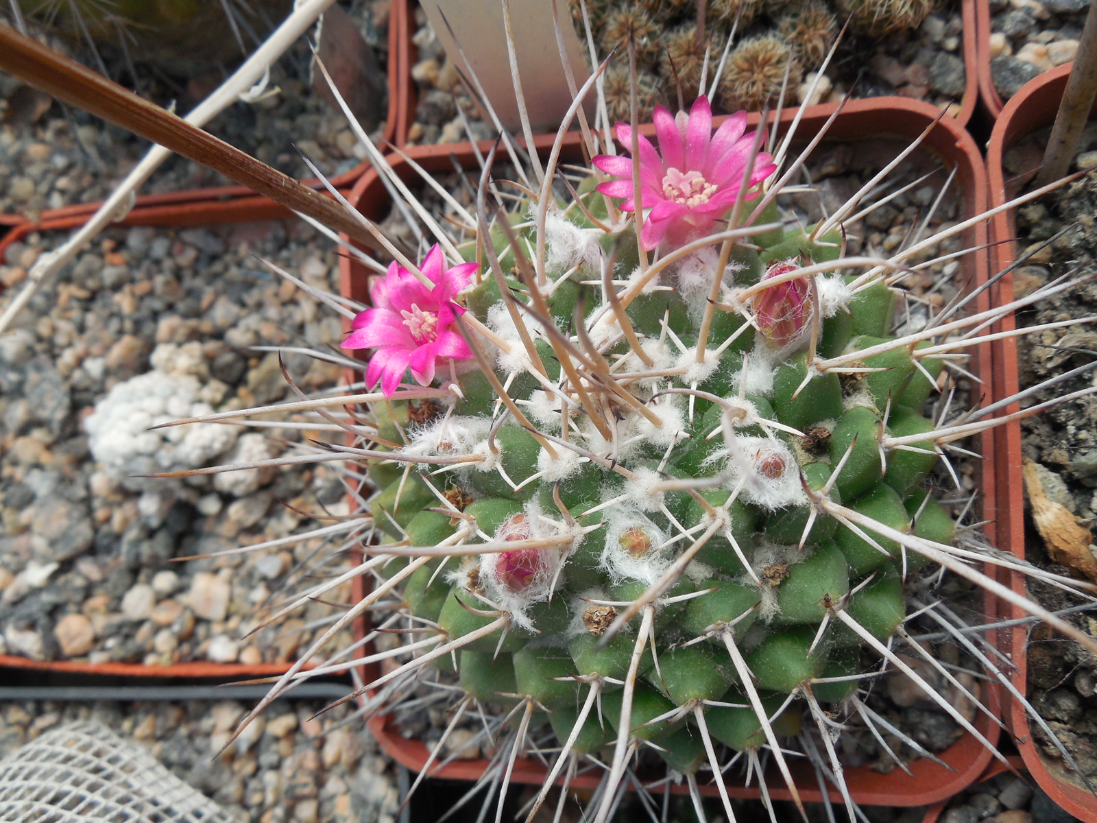 Mammillaria compressa - Ixmiquilpan - MG -