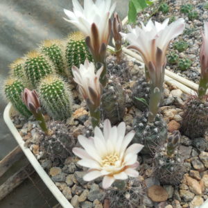 Gymnocalycium taningayense P 212 - Piltz -