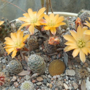 Lobivia pygmaea v. knizei R676A - MG -