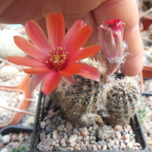 Mediolobivia ritteri