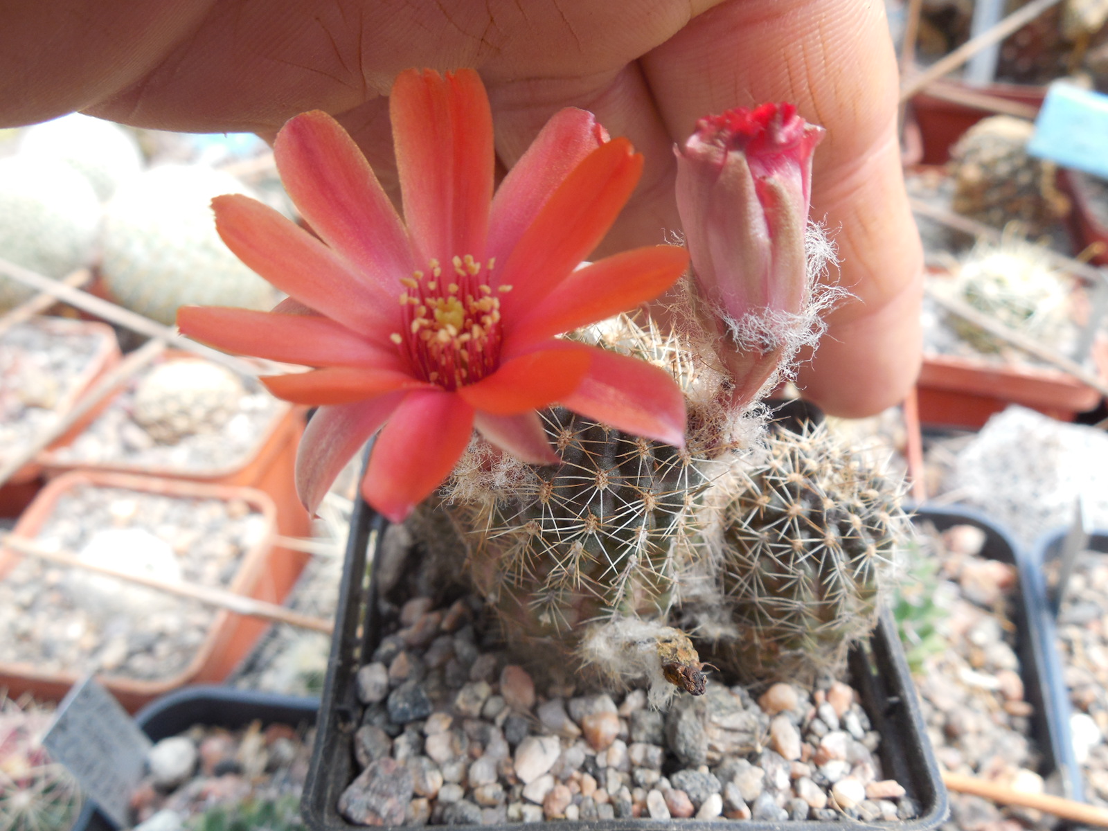 Mediolobivia ritteri