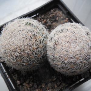 Mammillaria lasiacantha SB 67 - Hudspeth County - Texas - U.S.A - MG -