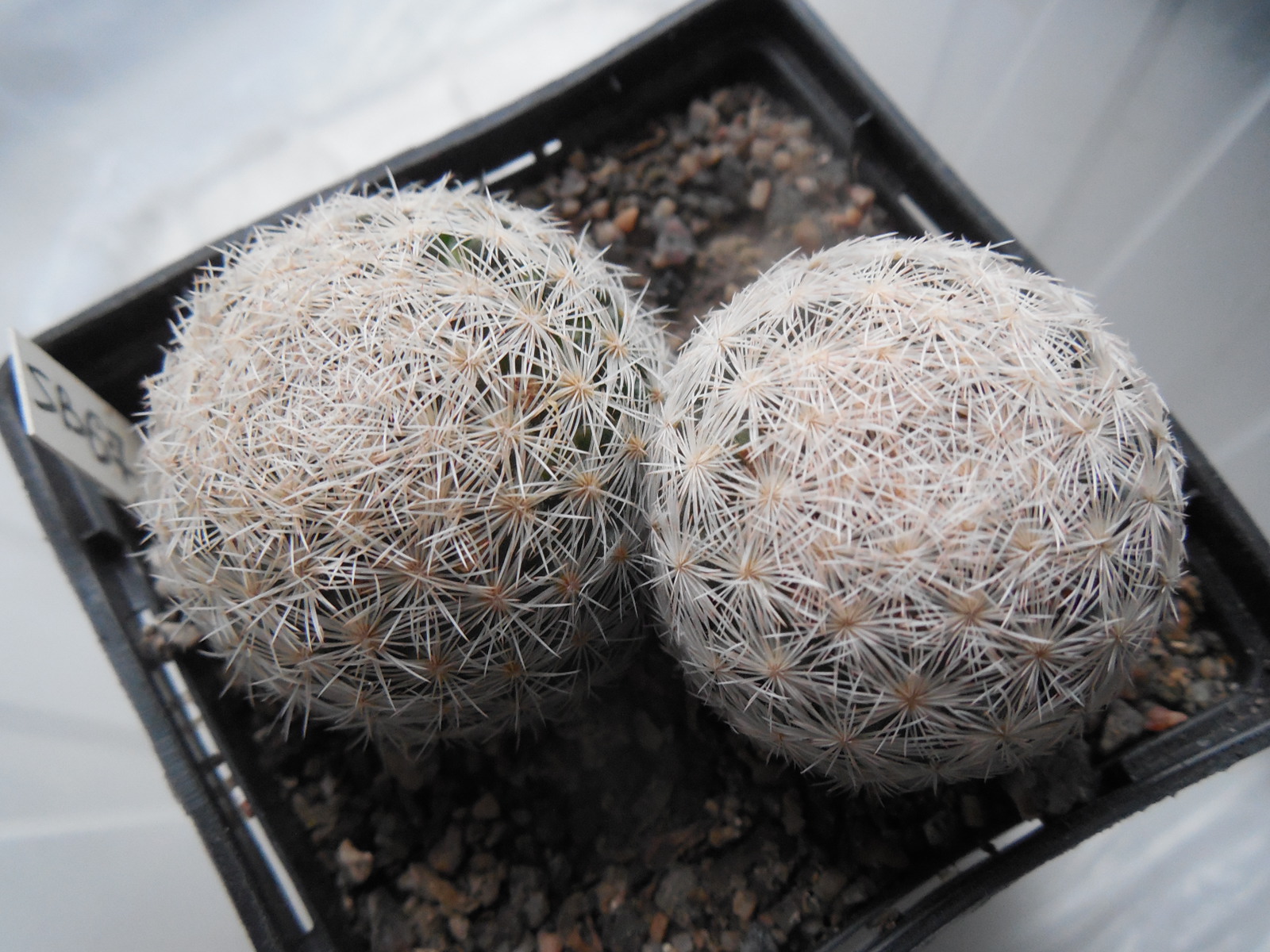 Mammillaria lasiacantha SB 67 - Hudspeth County - Texas - U.S.A - MG -