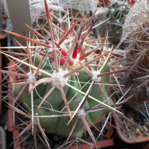 Ferocactus  santamaria SB 1237 - MG -