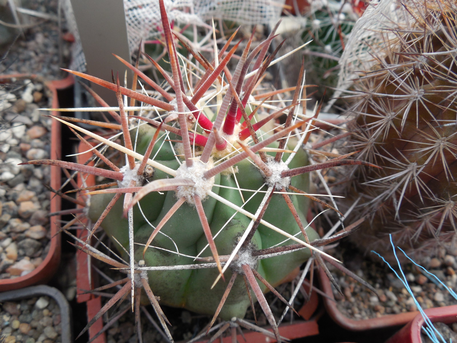 Ferocactus  santamaria SB 1237 - MG -