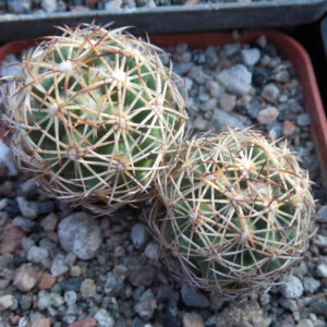 Coryphantha radians