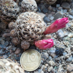 Sulcorebutia breviflora - L 314  A. Plapp - рожевоквіткова форма