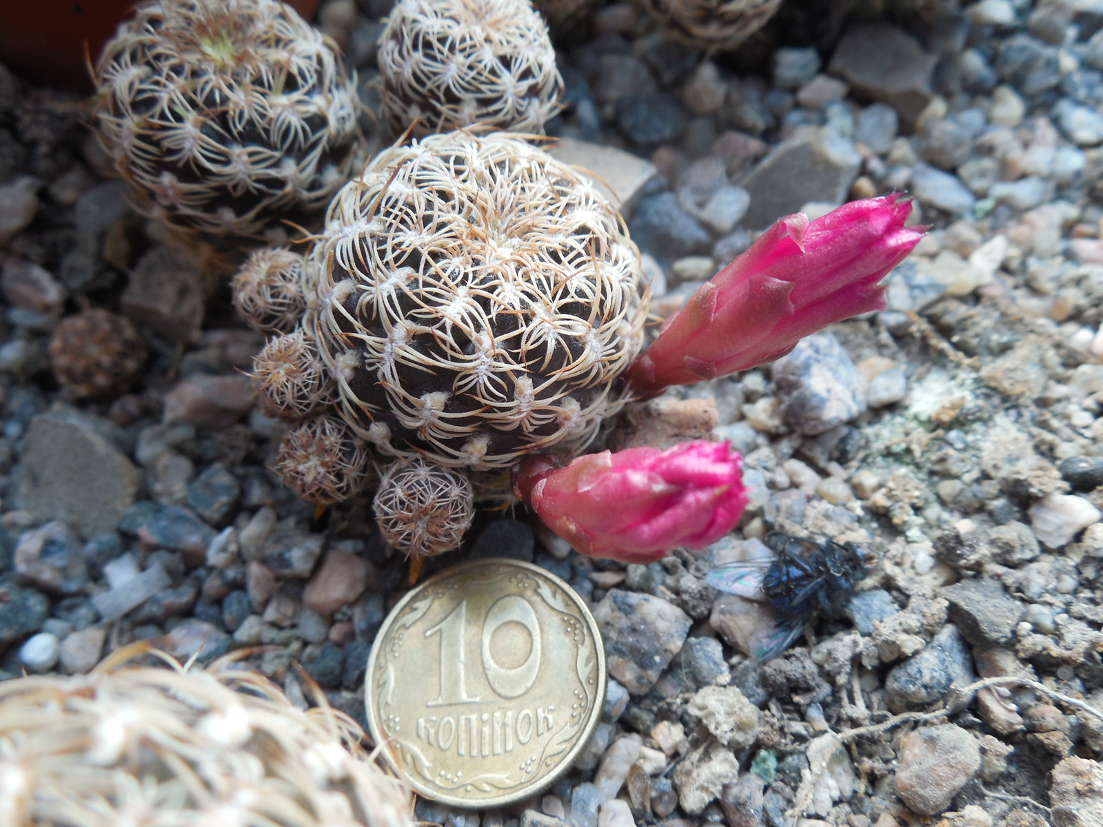 Sulcorebutia breviflora - L 314 A. Plapp - рожевоквіткова форма