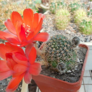 Rebutia eunanthema - v.aculata KK 973