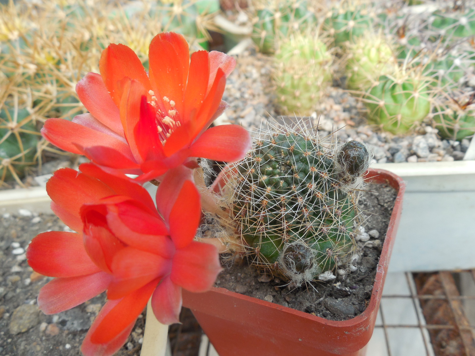 Rebutia eunanthema - v.aculata KK 973