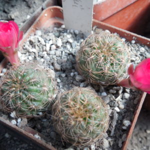 Sulcorebutia steinbachii HS89