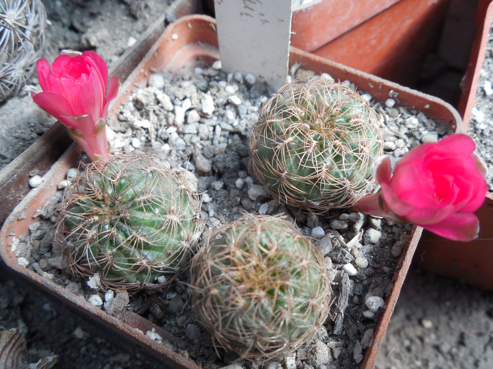 Sulcorebutia steinbachii HS89