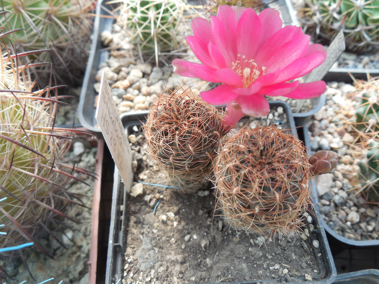 Sulcorebutia steinbachii HS 89