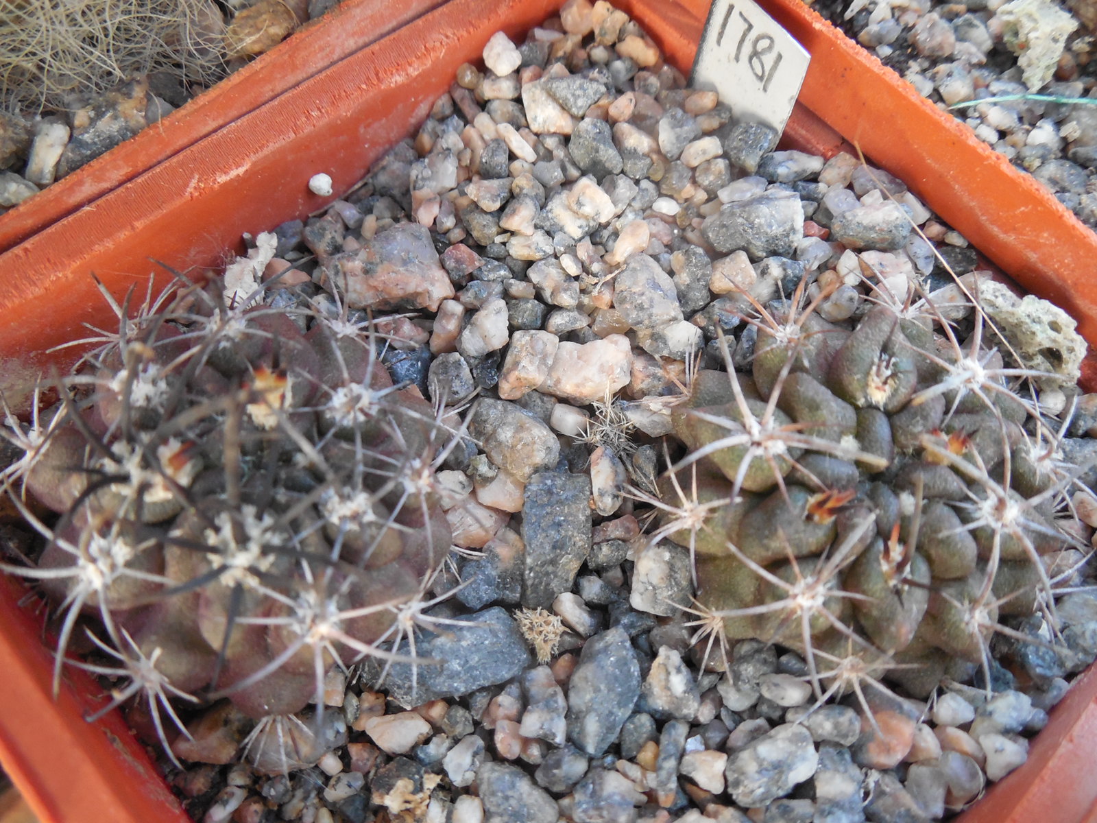 Horridocactus nigricans