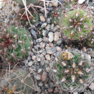Gymnocalycium mesopotamicum - MG -