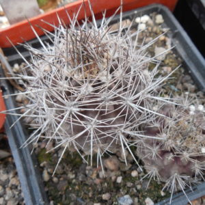 Neoporteria sociabilis FK147-79  MG