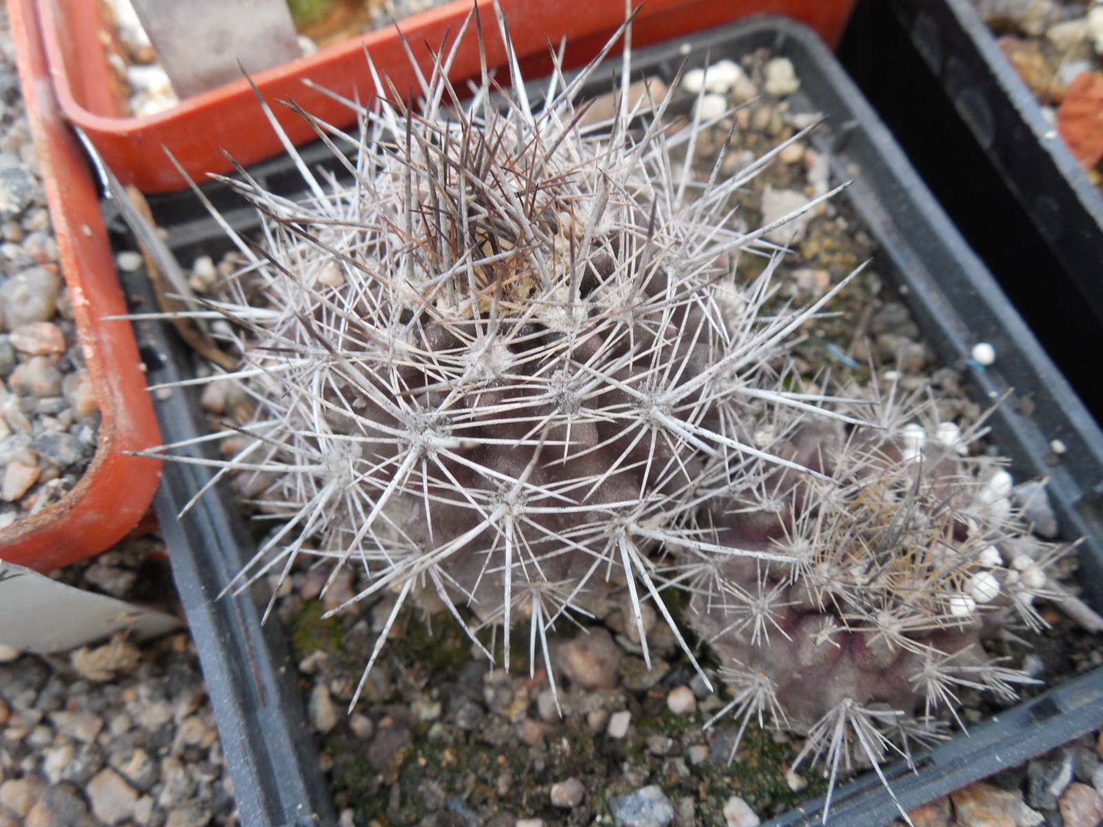 Neoporteria sociabilis FK147-79  MG