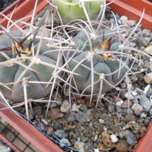Gymnocalycium cardenasianum x armatum