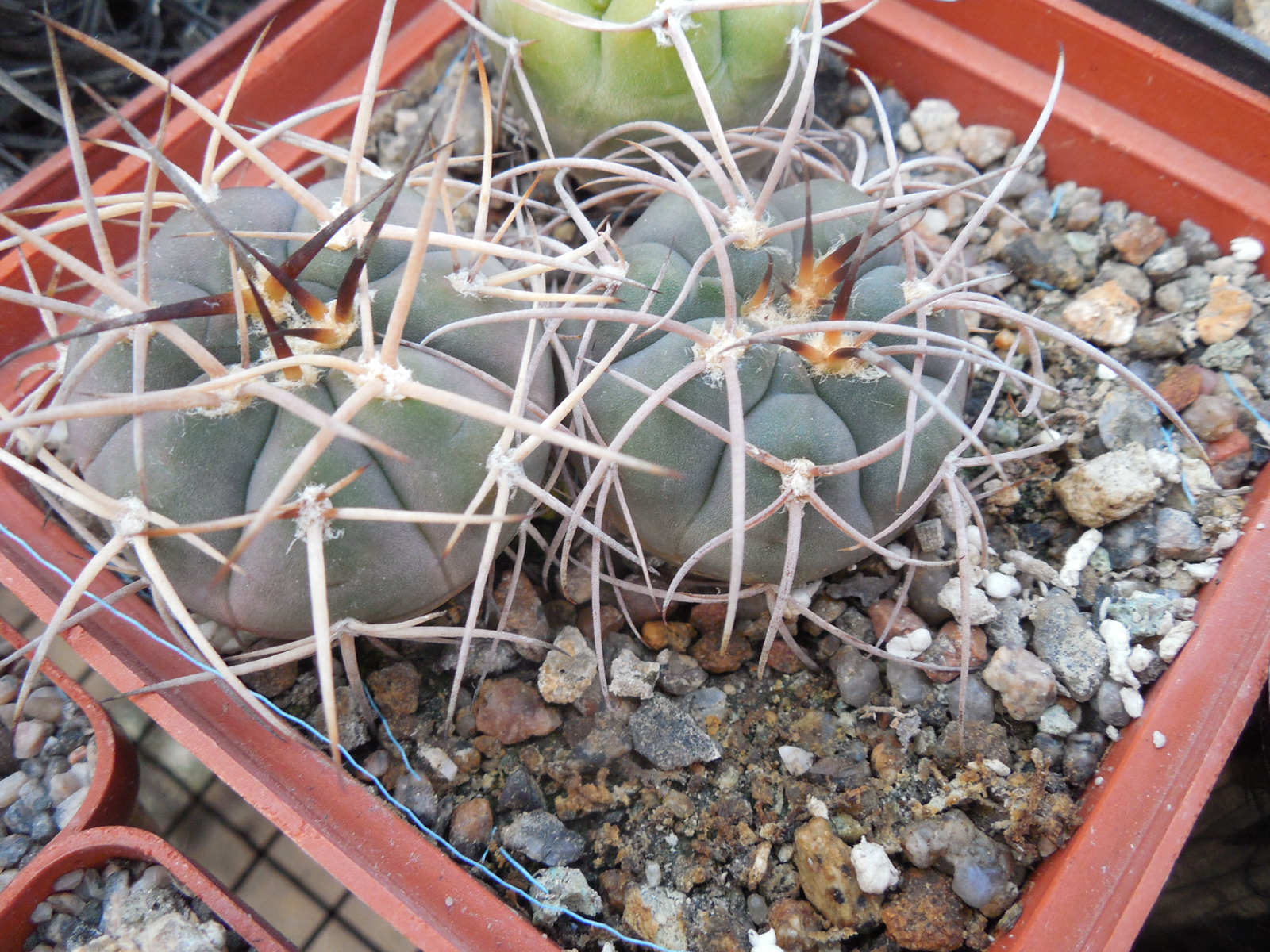 Gymnocalycium cardenasianum x armatum