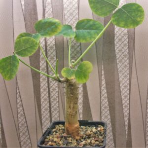 Еrythrina-melanacantha-