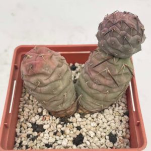 Tephrocactus geometryus