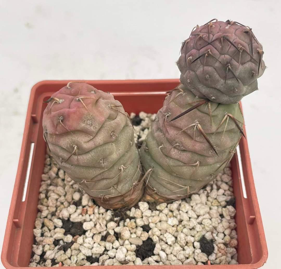 Tephrocactus geometryus