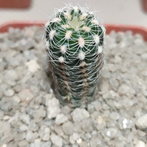 Gymnocalycium bruchii