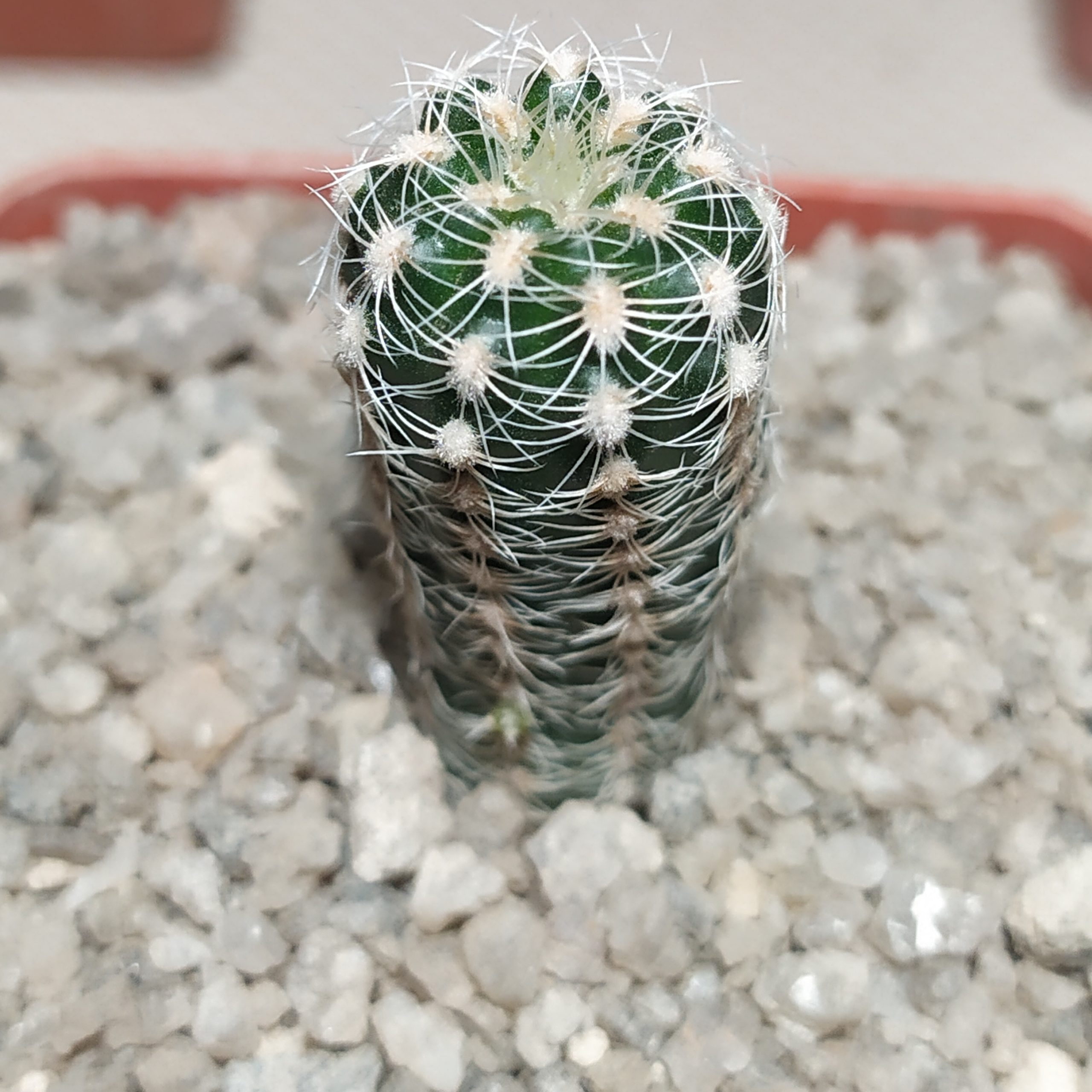 Gymnocalycium bruchii