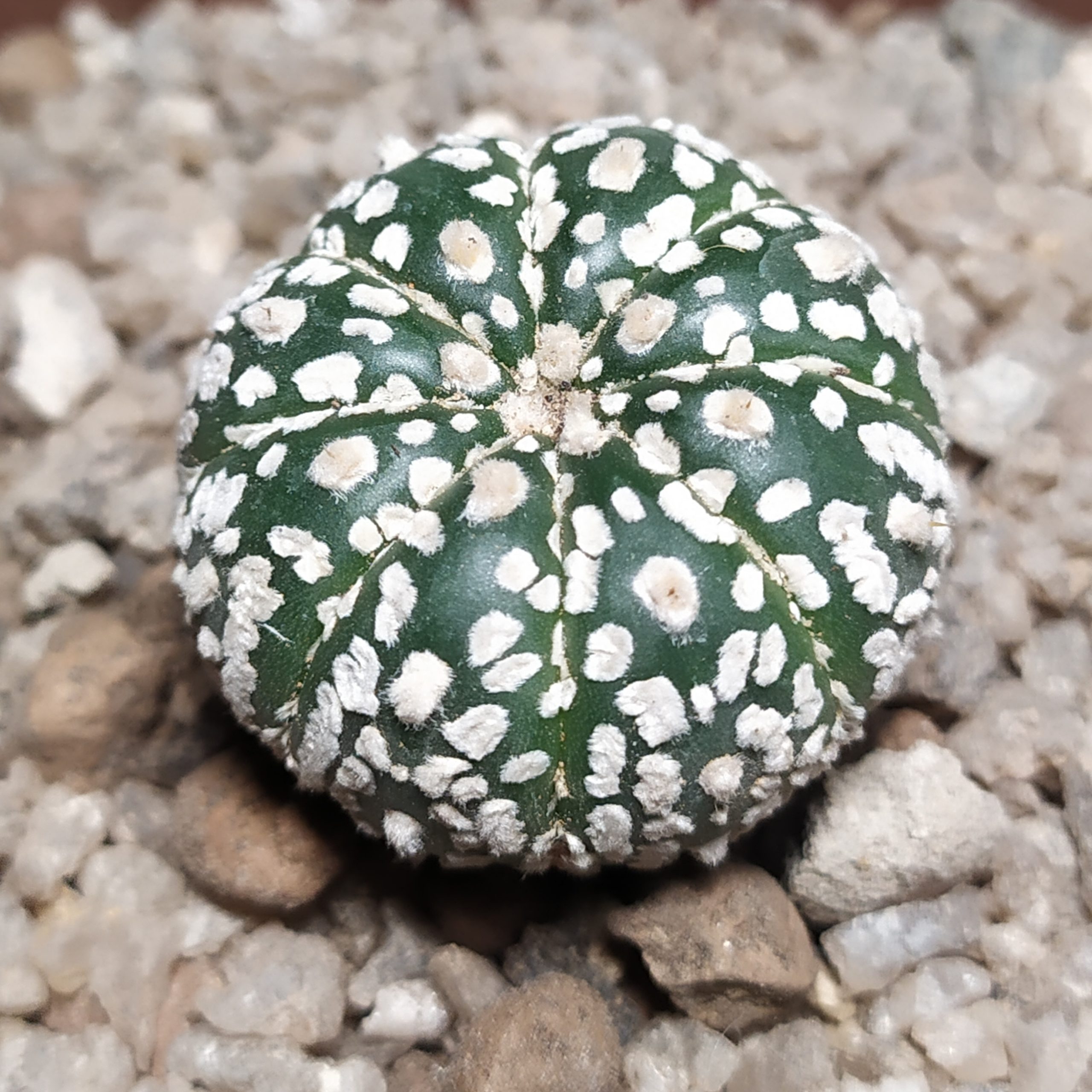 Astrophytum asterias Superkabuto