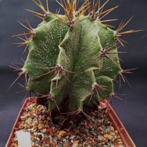 Astrophytum ornatum