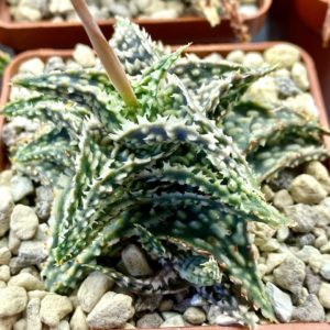 Aloe descoingsii hybrid