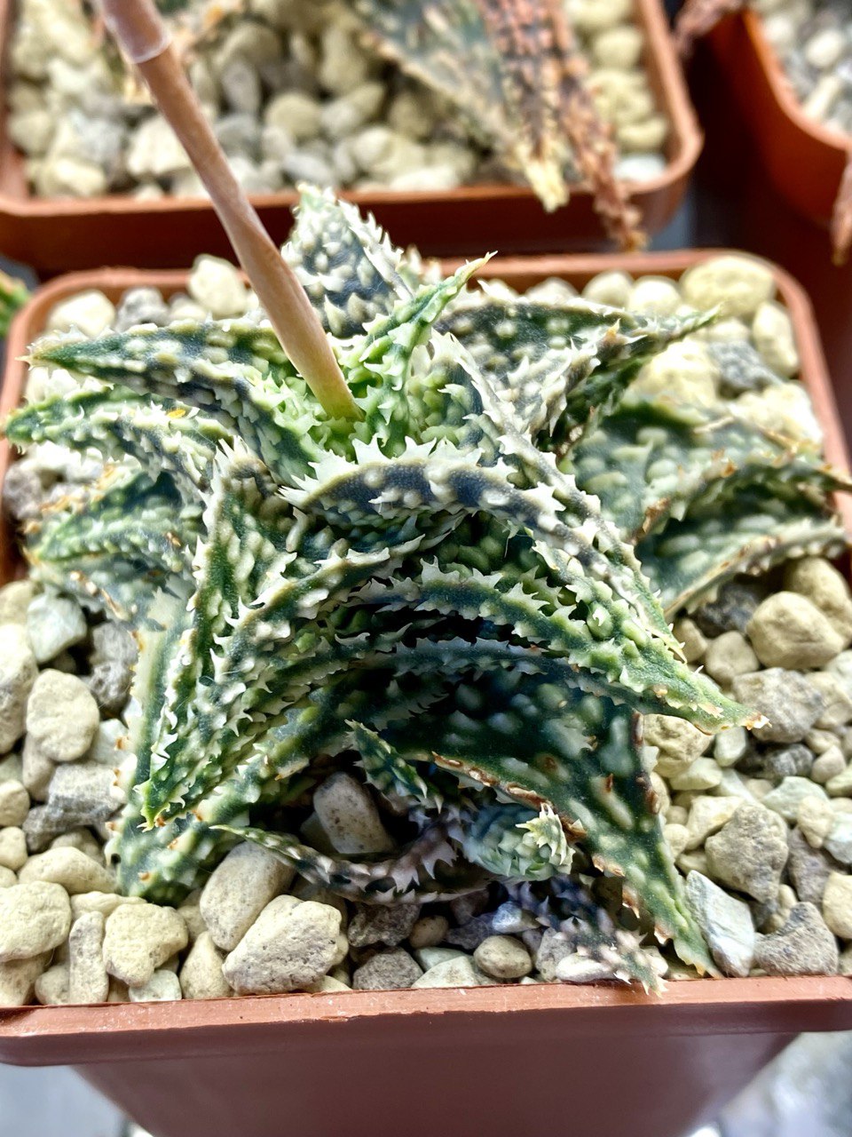 Aloe descoingsii hybrid