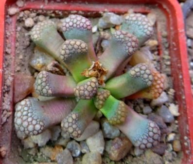 titanopsis hugo-schlechteri albiviridis