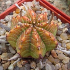 euphorbia valida