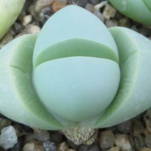 argiroderma delaetii