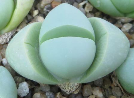 argiroderma delaetii