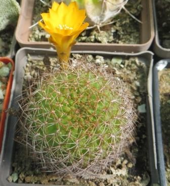 IB 9218 sulcorebutia candiae camiensis HS 189 A