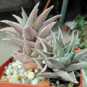 haworthia kotengu nishi менша рослина