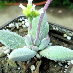 crassula sp.ЮАР