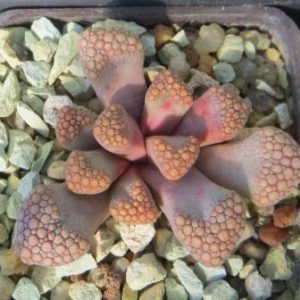 titanopsis hugo-schlechteri
