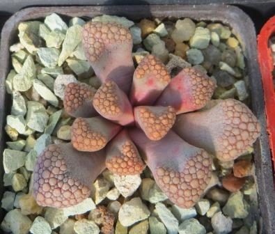 titanopsis hugo-schlechteri
