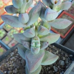crassula spec.