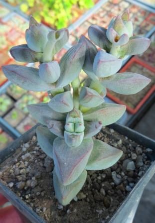 crassula spec.