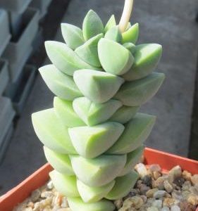 crassula moonglow