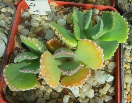 aloinopsis malherbei